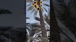 How Are Fresh Dates Carefully Harvested from Palms?