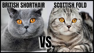 British Shorthair Cat VS. Scottish Fold Cat
