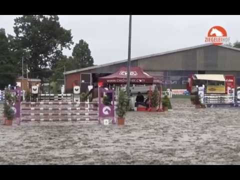 Sirius A (Stolzenberg x Contendro I) – Springpferde A** + L – Pinneberg 2016