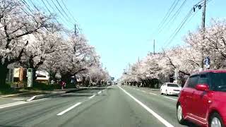 preview picture of video '【熊本散歩】健軍の桜並木：尾ノ上〜健軍まで 2012'