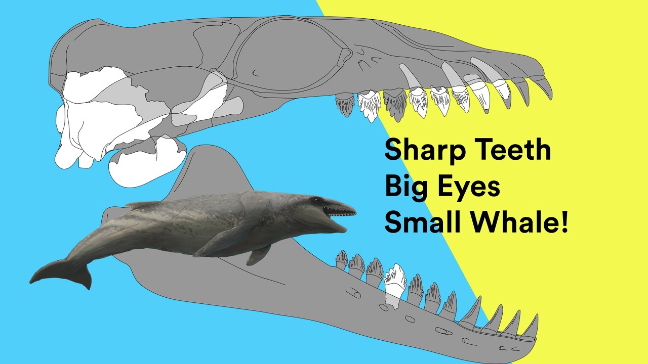 Ancient Whale Species Janjucetus dullardi Unearthed on Victoria's Surf Coast