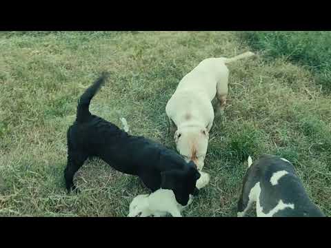 Dora our Billo jaa rahy hai Talha Ghouri  k pass @Punjabpets