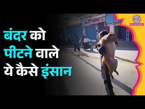 Haryana के Palwal में पकड़ा गया 51 हज़ार का इनामी बंदर, लोग चांटे मारने लगे