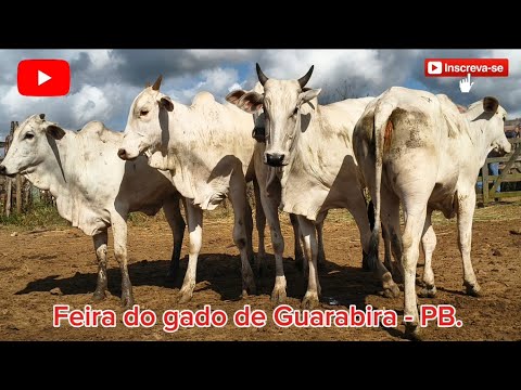 FEIRA DO GADO DE GUARABIRA - PB. ✅17/09/2026✅