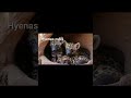 Hyena Birth Animals