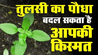 तुलसी का पौधा बदल सकता है आपकी किस्मत | Basil plant could change your luck .. !!