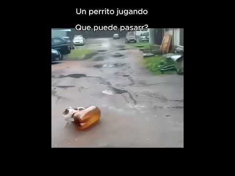La diversión está que explota! está vivo y se encuentra bien 🐶💥#perros #perrojugando #meme#humor