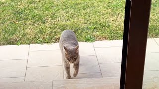My funny cat chases the ball in the garden 🐈