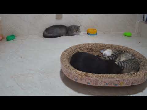 Paws in Action, Then Curled Up in Comfort🐈Funniest Dogs and Cats 2025😹