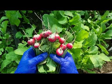 Семена Редис КАРО (Karo), 10 г (Roltico, Польша) инкрустированные, крупноплодные и хрустящие - фото 1 - id-p2438610952