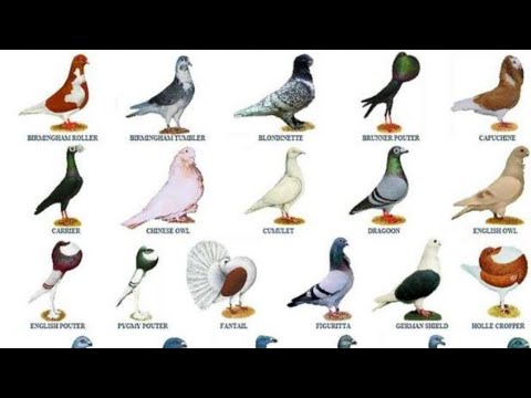 , title : '#Pigeons#Decorative#different breeds#'