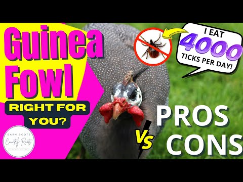 , title : 'DON'T GET GUINEA FOWL BEFORE WATCHING THIS! | PROS AND CONS | VLOG'