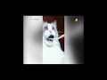 Top 20 Funniest MBC Action 12 December 2018 Part 3 Outrageous Laughs الضحك للركب