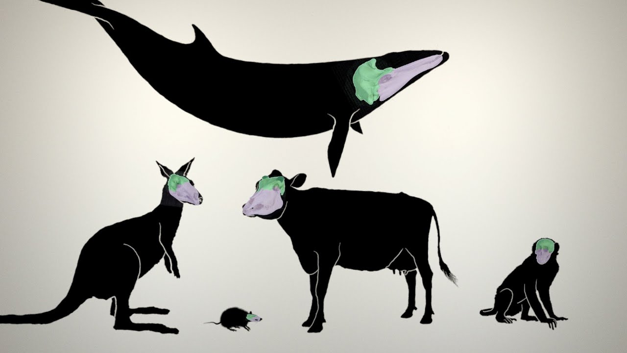 Teoria em construção