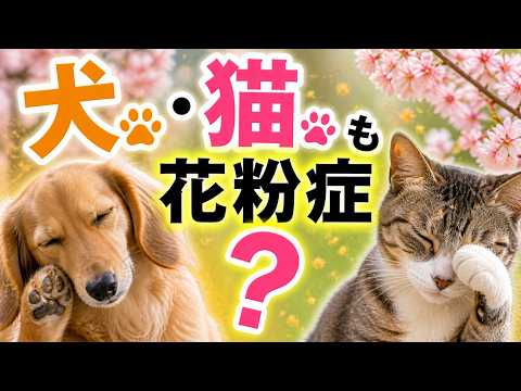 犬や猫も花粉症になるの？ペットのアレルギーの真実