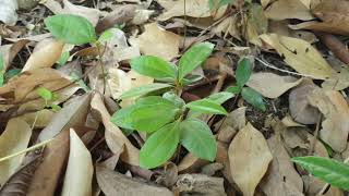 How to grow Cinnamon tree from seeds