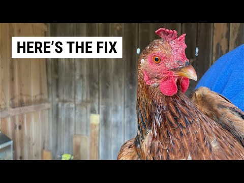 Chickens Pooping in Nesting Boxes Fix