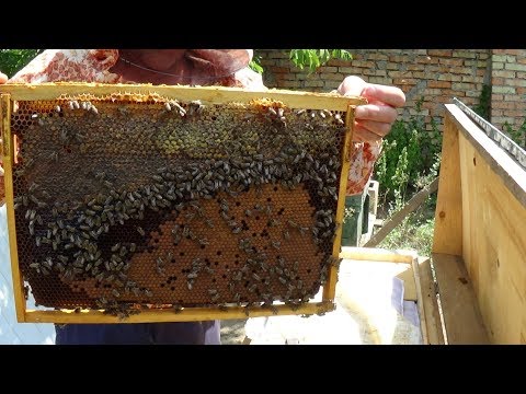 Развитие в зиму на пасике у Валека, пчела в августе