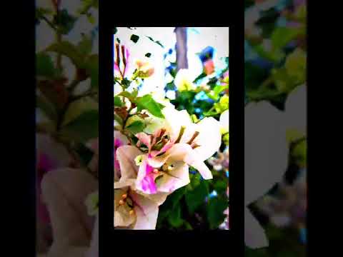 Beautiful flower Videography with music... #flowers #flowervideos #nature #shorts