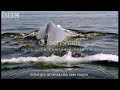 Blue Whale Video Blue Planet BBC Studios Romanian Closed Captioning