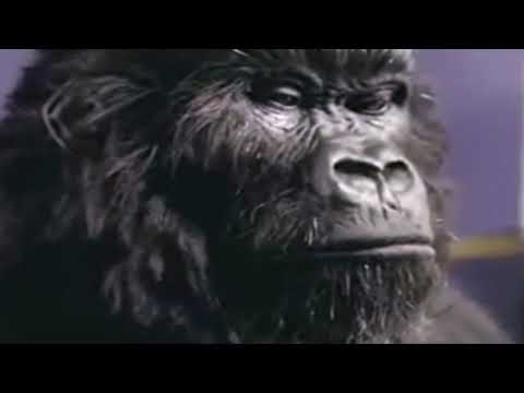 Phil Collins ~ In The Air Tonight.....(Featuring The Cadbury Gorilla)