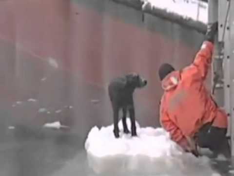 Russia, cane bloccato sul ghiaccio, lo salva il pescatore
