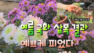 7월에 국화삽목 결과  아직도 예쁘게 피어 있습니다 너무 쉬운 삽목방법