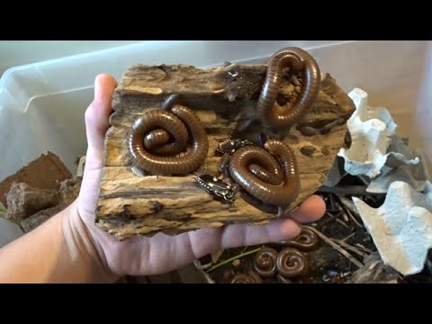 Welche Arten halte ich zusammen? Wirbellosen Vergesellschaftung Kompostkiste Tausendfüßer, Asseln...