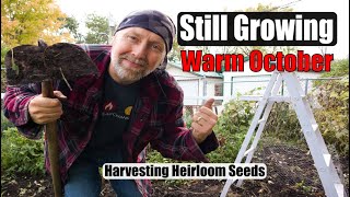How I Harvest Seed For Next Year's Garden  - Still Growing in Warm October Zone 3
