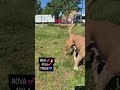 American Bully dogs for sale: American Bully 9 - Video 1