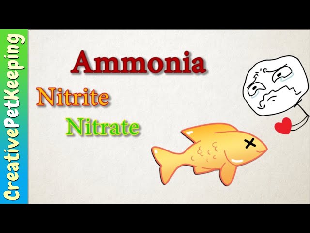 HOW TO CYCLE A NEW BETTA FISH TANK | Aquarium Nitrogen Cycle For Dummies