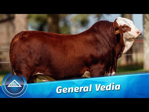 Arrocero 5815 Ibira Pyta - General Vedia