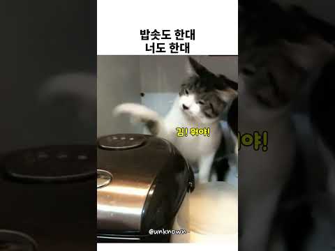 밥솟도 한대 너도 한대