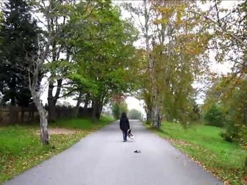 Černý pasažér