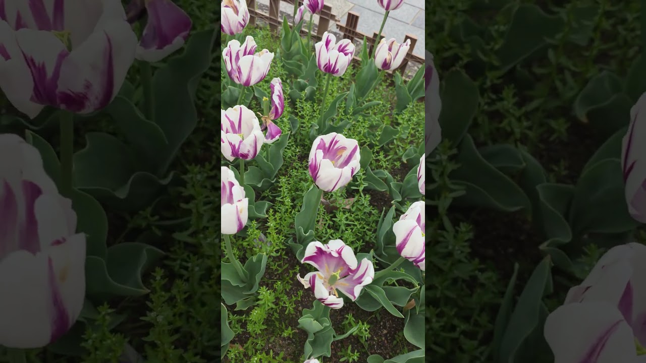 Tulip Season 🌷 Spring in Japan #shortsfeed #shorts #japan #tulips