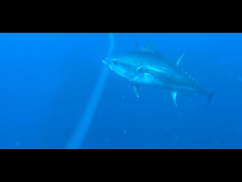 Unterwasseraufnahmen Straße von Gibraltar 2025