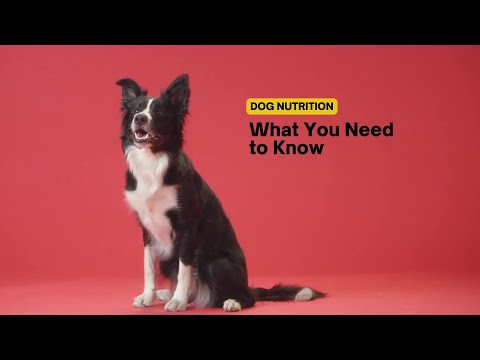 Mastering Dog Nutrition: Essential Tips for a Healthy Canine Diet 🐕🍽️