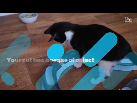 How to Tell If Your Cat Is Smart - YouTube