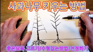 사과나무 키우는 방법/나무수형잡는방법/전정방법/묘목잘고르는방법