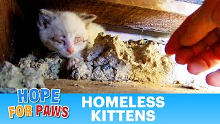 Hope For (little) Paws - I need a diet so I can crawl into places like this!!!  :-)