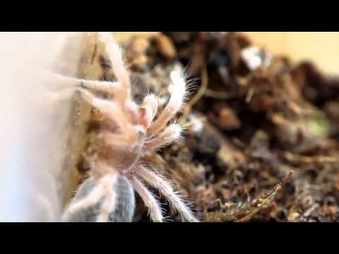Grammostola rosea - Chilean Rose Hair Spiderling Attacking Mealworm