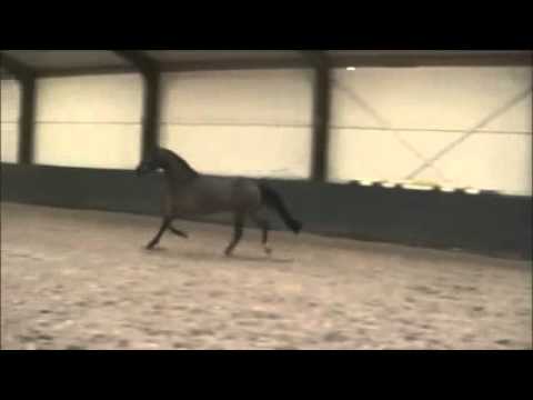 **SOLD TO UK** Balou Star ~ 148 PONY ~ Moving/standing