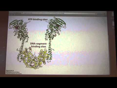 42.  Kevin Ahern's Biochemistry - DNA Replication III