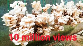 mushroom plant easy grow in house _ mushroom 🍄 grow home easy _ in India _ all try this mushroom