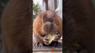オリーブくんのポリポリ＆シャクシャクタイム🥕 Olive’s crunchy snack time! 🥕 #ビーバー #beaver #cuteanimals #かわいい動物 #癒し