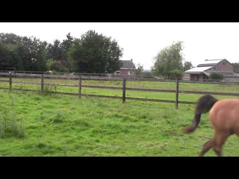 Nevada 2009 (Emfatyk x Necessa)