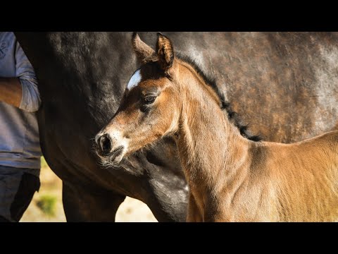 Diamond Rose v. Don Romance x Rotspon aus Hengstmutter