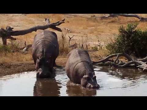 Djuma: Two Hippos comes to pan for the afternoon - 13:29 - 08/06/19