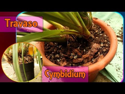 Rinvasare e dividere l'orchidea Cymbidium