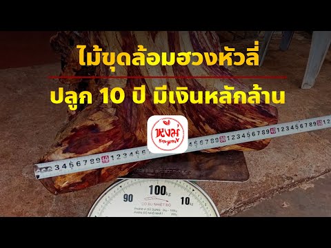 ไม้ขุดล้อมฮวงหัวลี่ ปลูกประดับบ้าน 10 ปี มีมูลค่าเพิ่มหลักล้าน | 061-9420626